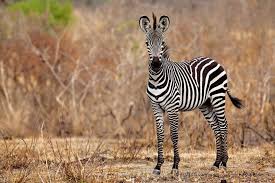 most affordable tanzania budget tours